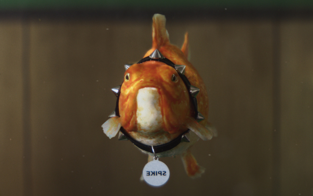 一条鱼戴着带尖刺的狗项圈在水箱里游泳